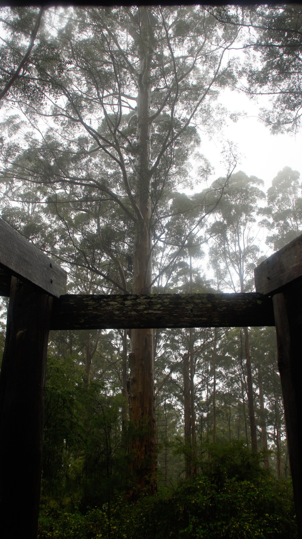 SONY DSC